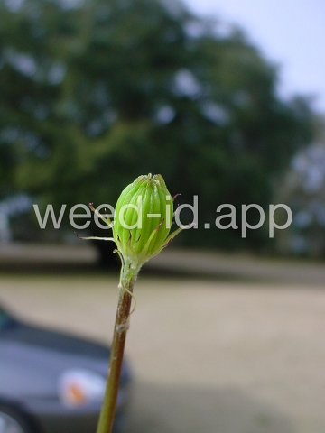 falsedandelion, Carolina